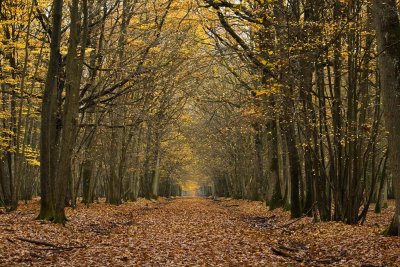 l'automne de Rambouillet