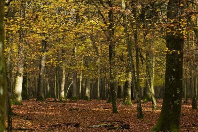 l'automne de Rambouillet
