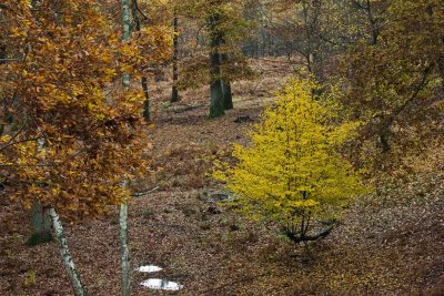 l'automne de Rambouillet
