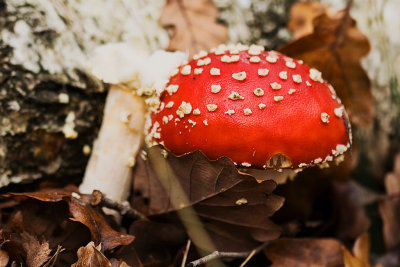l'automne de Rambouillet