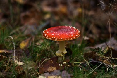 l'automne de Rambouillet