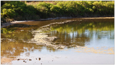 rserve naturelle d'Anglet