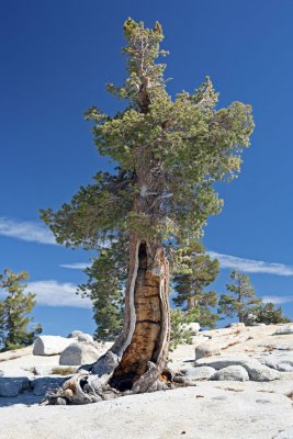 Yosemite tree