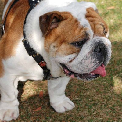 Tetley the Bulldog