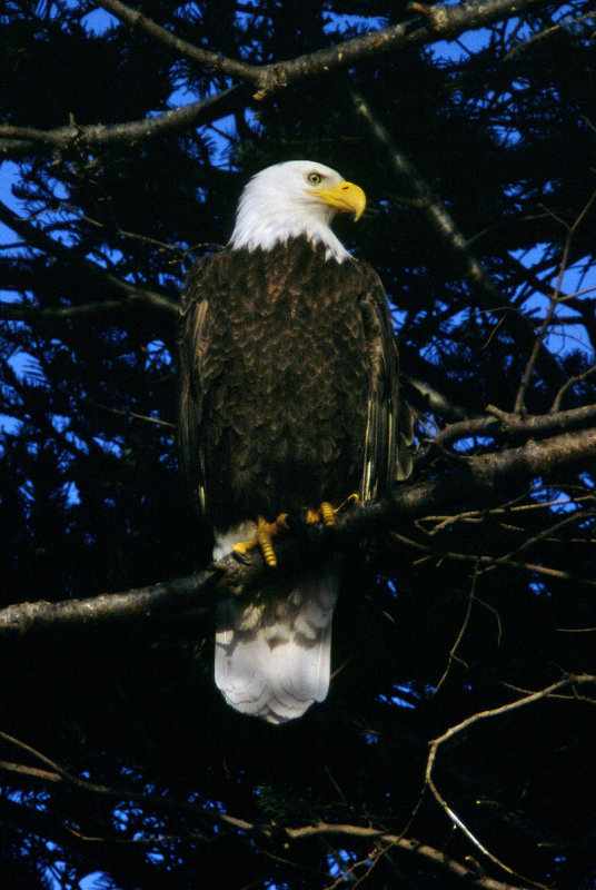 Eagle at Sunset