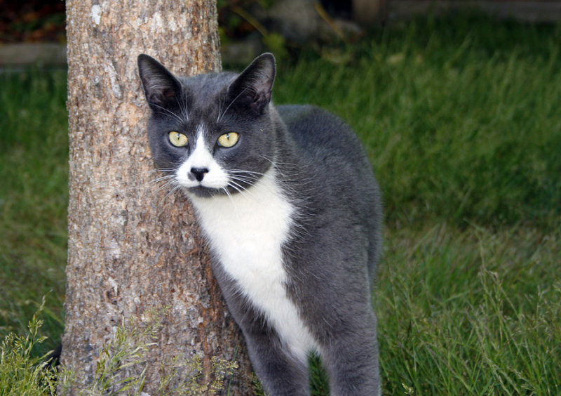 Grey Cat