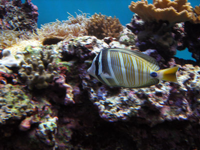 Waikiki Aquarium