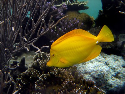 Waikiki Aquarium