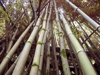 Bamboo -  Manoa Falls Trail