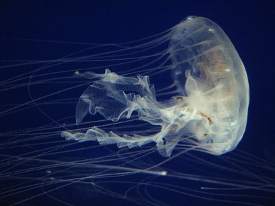 Waikiki Aquarium