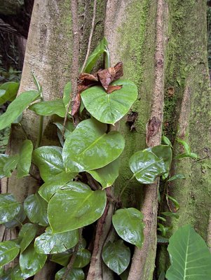  Rain Forest