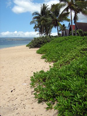 Beach Near Waialua