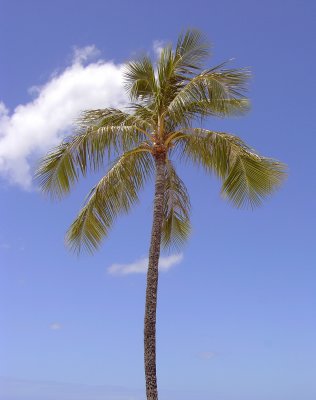 Palm Tree