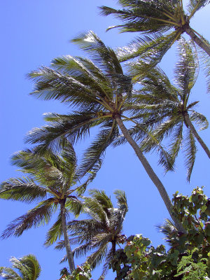 Palm Trees