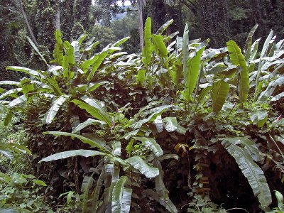 Tropical Flora -  Manoa Falls Trail