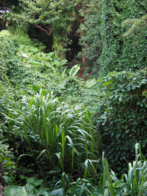 Nuuanu Pali Drive Flora