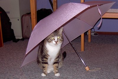 Milo under the umbrella