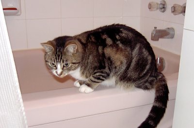 Tub Cat