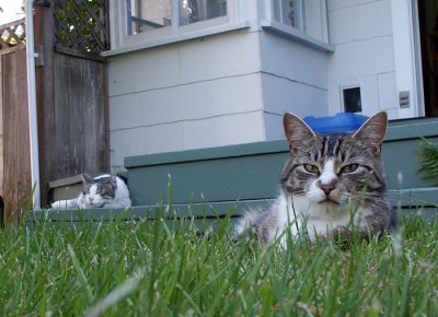 Guarding the Yard