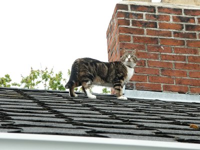 On the house roof
