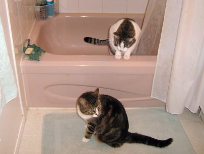 Both Cats Explore the Tub