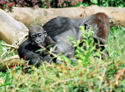 Baby Gorilla