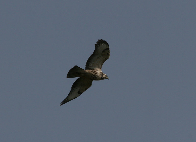buzzard / buizerd, Biggekerke