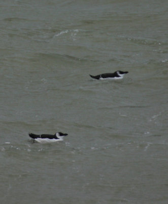 razorbill / alk, brouwersdam