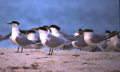 cayenne terns, Baby Beach