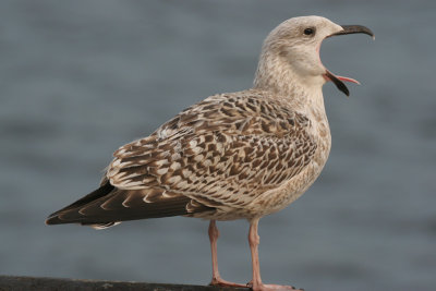 greater black-backed gull / grote mantelmeeuw onv., Vlissingen