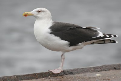 greater black-backed gull / grote mantelmeeuw ad, Vlissingen