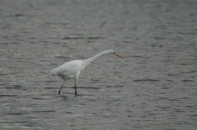 great white egret / grote zilverreiger, Pietkreek