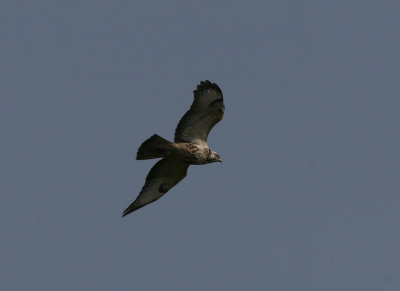 buzzard / buizerd, Biggekerke