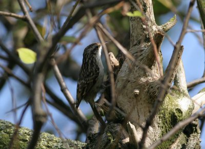 treecreeper / boomkruiper, Westkapelle