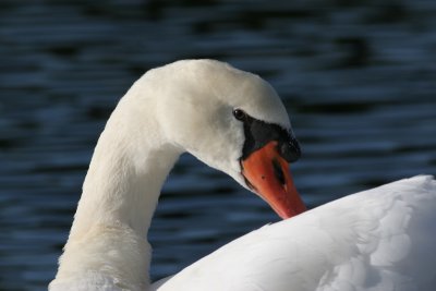 swans