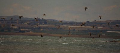 stone curlew, La Mata, Alicante