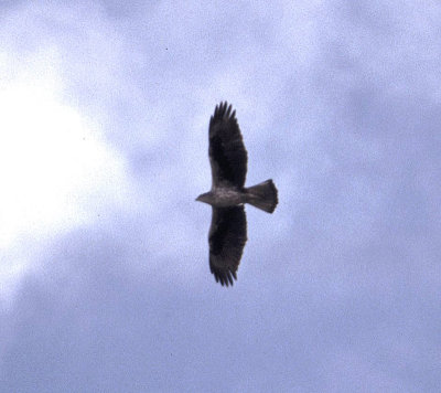 bonelli's eagle, Elche