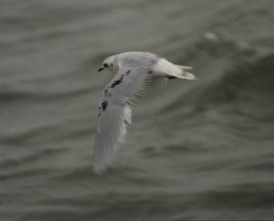 ross' gull / ross meeuw, IJmuiden