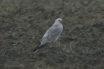 pallid harrier / steppekiekendief, Middelburg