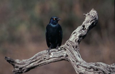 blackbellied glossy starling