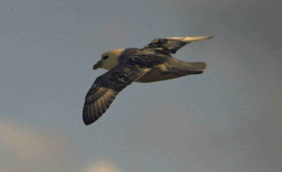 fulmar / noordse stormvogel, WK