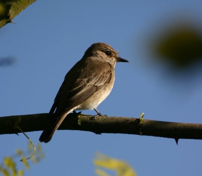 spotted flycatcher / grauwe vliegenvanger, St. Laurens