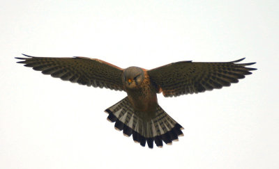 kestrel / torenvalk, Neeltje Jans