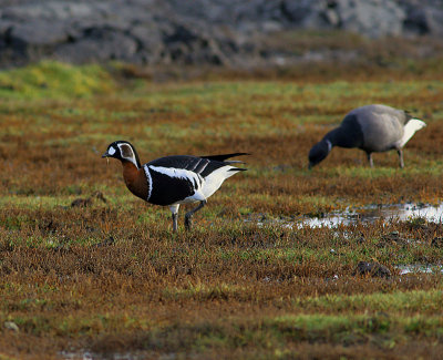 red-breasted goose / roodhalsgans, Zierikzee