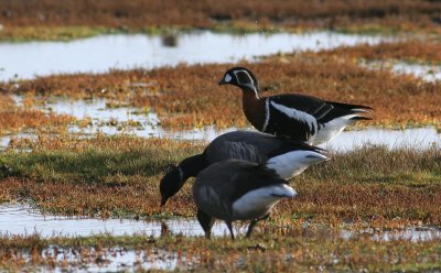 red-breasted goose / roodhalsgans, Zierikzee