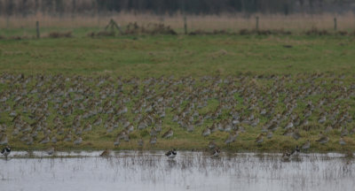 golden plover / goudplevier