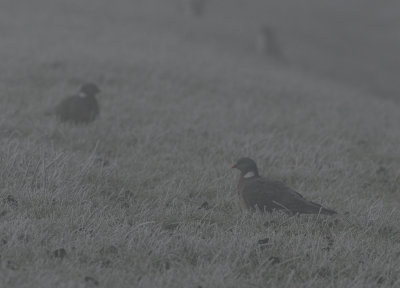 woodpigeon / houtduif