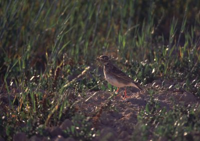 calandra lark, Elche