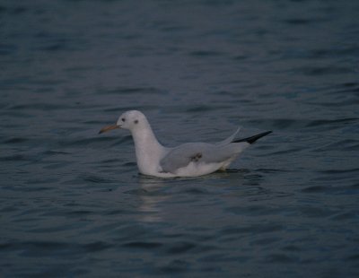 slender-billed gull, St. Pola