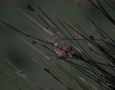 fantailed warbler, Pego